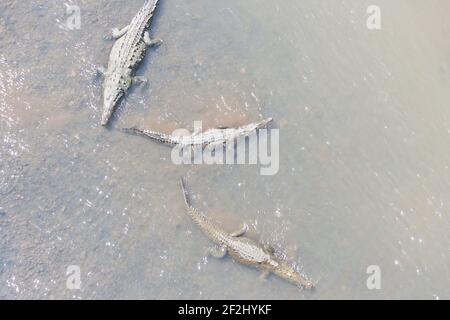 Amerikanische Krokodile (Crocodylus acutus) Baden, Tarcoles Fluss, Jaco, Costa Rica Stockfoto