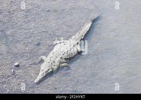 Amerikanische Krokodile (Crocodylus acutus) Baden, Tarcoles Fluss, Jaco, Costa Rica Stockfoto