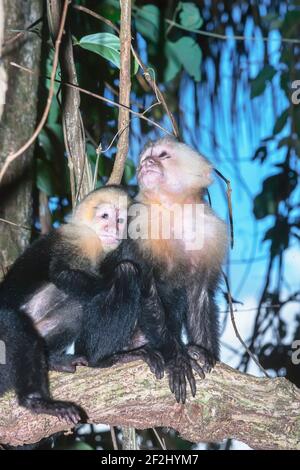 Kapuzineraffen (Cebus capucinus) im Regenwald, Nationalpark Manuel Antonio, Provinz Puntarenas, Costa Rica. Stockfoto