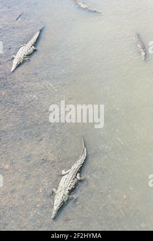 Amerikanische Krokodile (Crocodylus acutus) Baden, Tarcoles Fluss, Jaco, Costa Rica Stockfoto