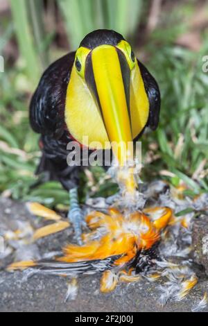 Kastanienkastanienkastanienvogel (Ramphastos swainsonii), der sich an einem kleineren Vogel, Sarapiqui, Costa Rica, Mittelamerika, ernährt Stockfoto