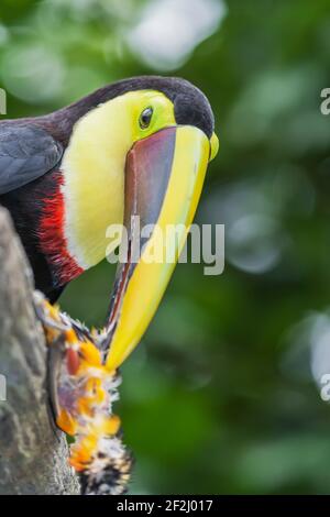 Kastanienkastanienkastanienvogel (Ramphastos swainsonii), der sich an einem kleineren Vogel, Sarapiqui, Costa Rica, Mittelamerika, ernährt Stockfoto