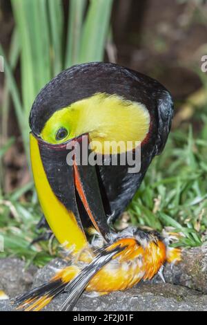 Kastanienkastanienkastanienvogel (Ramphastos swainsonii), der sich an einem kleineren Vogel, Sarapiqui, Costa Rica, Mittelamerika, ernährt Stockfoto