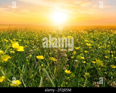 Sonnenaufgang auf Blumenfeldern Stockfoto