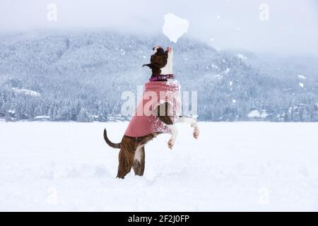 Liebenswert weibliche Boxer Hund spielt in einem schneebedeckten gefrorenen See während der Winterzeit. Alta Lake, Whistler, British Columbia, Kanada. Stockfoto