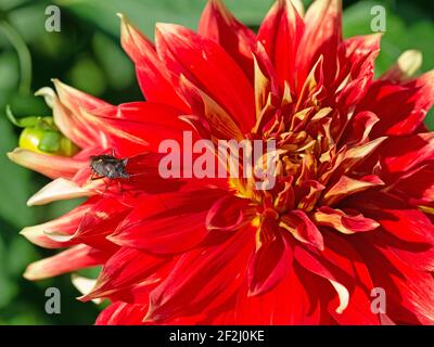 Blühende rote Dahlie in einer Nahaufnahme Stockfoto
