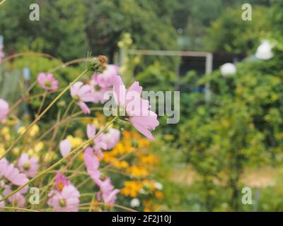 Die Cosmea blüht im Garten. Lila Blütenblätter von blühenden Blumen. Gartenarbeit. Stockfoto