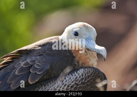 Weibliche juvenile prächtige Fregattvogel, Fregata magnificens, ist ein großer schwarzer Seevögel mit einem charakteristischen roten Gelatssack, galapagos Inseln, Ecuador, Stockfoto