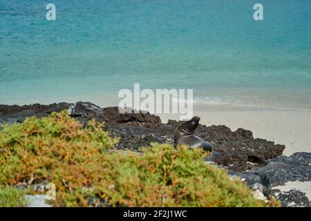 Galápagos Seelöwe, Zalophus wollebaeki, kleinste Seelöwenart. Verschlafener Seelöwe, der auf den Lavagesteinen am Strand der Galapagos-Inseln liegt, ECU Stockfoto