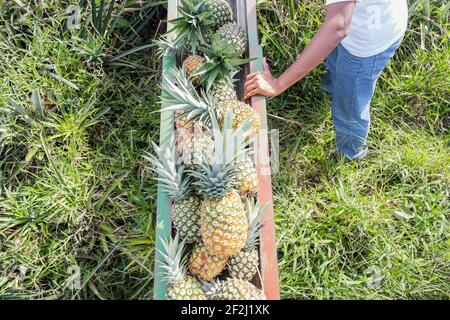 Arbeiter Steuerung Ananas Förderband, Sarapiqui, Costa Rica, Mittelamerika Stockfoto