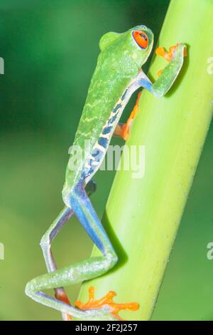 Rotaugen-Baumfrosch (Agalychins callydrias) klettert grünen Stamm, Sarapiqui, Costa Rica Stockfoto