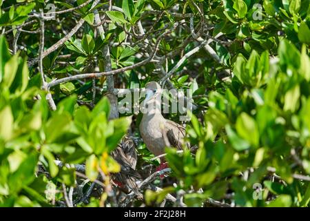 Erwachsene Rotfußbooby, Sula sula, ist ein großer Seevögelchen, der auf den Galapagos Inseln beheimatet ist und in der natürlichen Umgebung sitzt. Ecuador, Südamerika Stockfoto