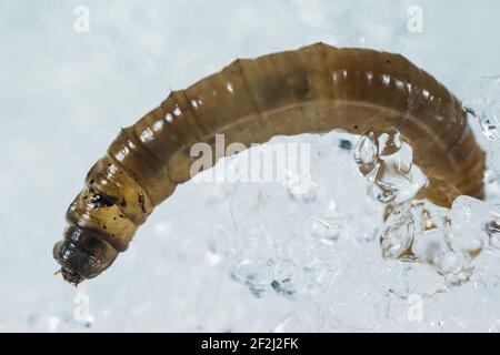 Kranich-Fliege Larve (Tipulidae) auf Schnee Stockfoto
