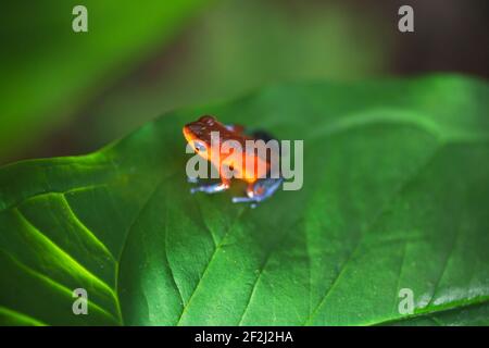 Blauer Jeans-Dartfrosch (Dendrobates pumilio) auf Blatt, Sarapiqui, Costa Rica, Mittelamerika Stockfoto