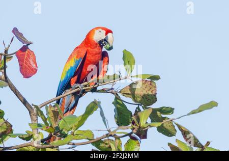 Scharlacharas (Ara macao), der Nuss isst, Corcovado Nationalpark, Osa Halbinsel, Costa Rica Stockfoto
