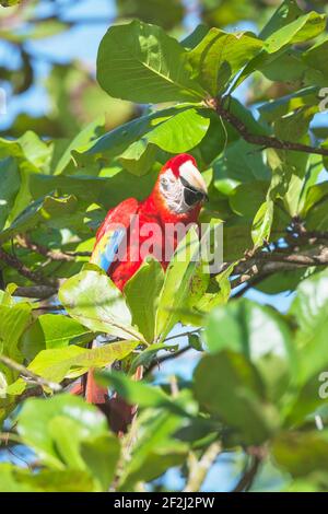 Hellrote Ara (Ara macao) hocken auf einem Baum, Corcovado Nationalpark, Halbinsel Osa, Costa Rica Stockfoto