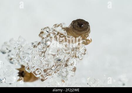 Kranich-Fliege Larve (Tipulidae) auf Schnee Stockfoto