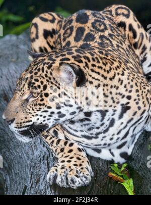 Nahaufnahme eines erwachsenen männlichen Jaguar (Panthera onca), Costa Rica, Mittelamerika Stockfoto