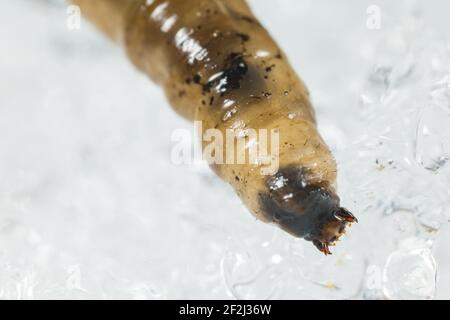Kranich-Fliege Larve (Tipulidae) auf Schnee Stockfoto