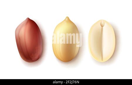 Vektor-Set von ganzen und halb geschälten, ungeschälten Erdnusskernen Draufsicht isoliert auf weißem Hintergrund Stock Vektor