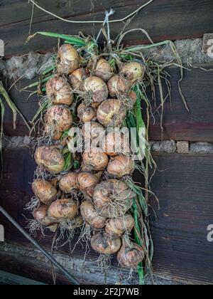 Zwiebelgeflecht trocknet an der Wand eines Holzblockhauses in der polnischen Landschaft, Osteuropa. Stockfoto