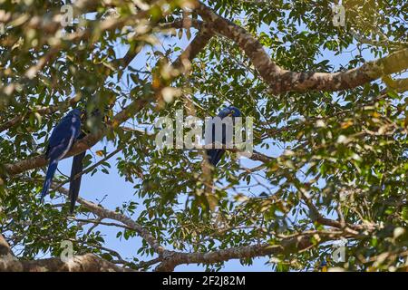 Der Hyazinthara, Anodorhynchus hyazinthus, oder hyazinthara, ist ein schöner, großer tiefblauer Papagei, der im Pantal bei Por zu finden ist Stockfoto