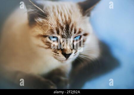 Ein süßes inländisches tabby Thai Kätzchen mit leuchtend blauen Augen und dunklen Pfoten liegt und sieht verächtet aus. Ein Haustier. Stockfoto