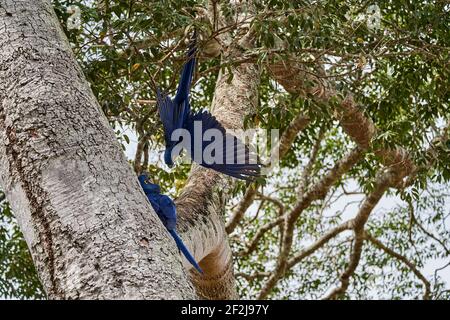 Der Hyazinthara, Anodorhynchus hyazinthus, oder hyazinthara, ist ein schöner, großer tiefblauer Papagei, der im Pantal bei Por zu finden ist Stockfoto