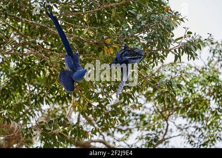 Der Hyazinthara, Anodorhynchus hyazinthus, oder hyazinthara, ist ein schöner, großer tiefblauer Papagei, der im Pantal bei Por zu finden ist Stockfoto