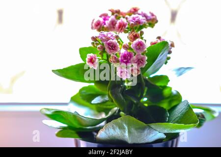 Nahaufnahme einer Kalanchoe Mix Blume auf einer Fensterbank. Stockfoto