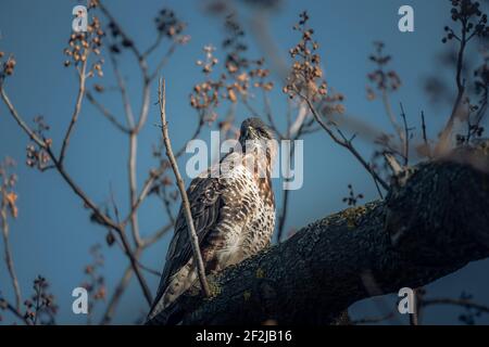 Ein junger Greifvogel auf den Rheinauenwiesen in Bonn. Stockfoto