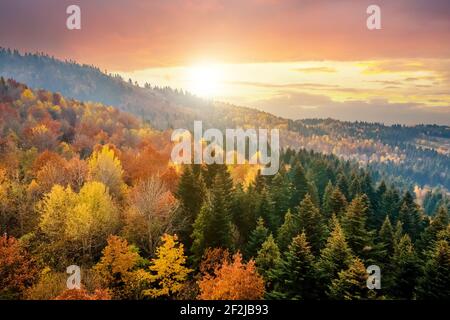 Blick von oben auf dichten Pinienwald mit Vordächern von grünen Fichten und bunt gelb üppigen Vordächer im Herbst Berge bei Sonnenuntergang. Stockfoto