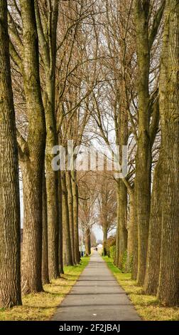 Allee mit Pappelbäumen (Populus) Stockfoto