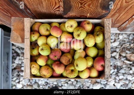 Bio-Äpfel in Holzkisten an einer Schrankwand Stockfoto