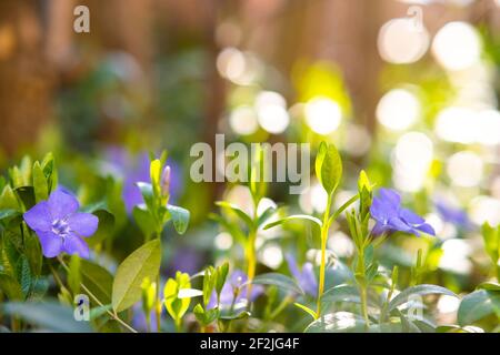 Kleine violette Blüten blühen im Frühlingsgarten. Stockfoto