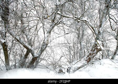 Winter, Baum, Strauch, Büsche, vereist, Raureif, Frost, Schnee, Ellenbogen, Rhön, Thüringen, Deutschland, Europa, Stockfoto