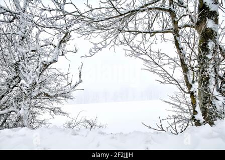 Winter, Baum, Strauch, Büsche, vereist, Raureif, Frost, Schnee, Ellenbogen, Rhön, Thüringen, Deutschland, Europa, Stockfoto