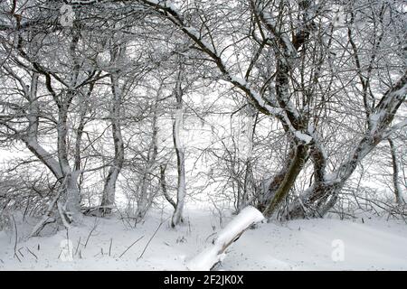 Winter, Baum, Strauch, Büsche, vereist, Raureif, Frost, Schnee, Ellenbogen, Rhön, Thüringen, Deutschland, Europa, Stockfoto