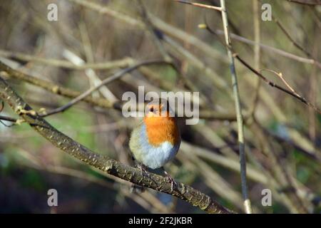 British robin hockte auf einem Ast im Garten in England und genoss einen warmen Frühlingstag Stockfoto