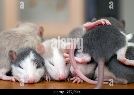 Viele kleine lustige Babyratten wärmen sich zusammen auf einer auf der anderen. Stockfoto