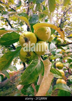 Verfaulte Früchte auf dem Baum Stockfoto