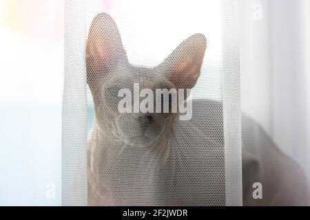 Eine ernsthafte graue kanadische Sphynx Katze versteckt sich tagsüber hinter dem weißen transparenten Tüll auf einer Fensterbank. Lustige kahle Katze Nahaufnahme Porträt. Kat. AT Stockfoto