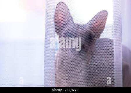 Eine ernsthafte graue kanadische Sphynx Katze versteckt sich tagsüber hinter dem weißen transparenten Tüll auf einer Fensterbank. Lustige kahle Katze Nahaufnahme Porträt. Kat. AT Stockfoto