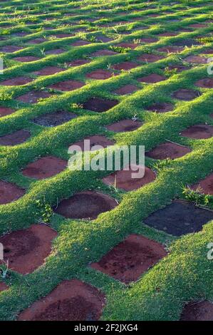 Grass bei Loma de la Cruz oder Hill of the Cross in Holguin, Cuba Vertical Stockfoto