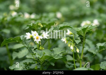 Weiße Blume der blühenden Kartoffelpflanze. Schöne weiße und gelbe Blüten von Solanum tuberosum in Blüte wächst in hausgemachten Garten. Nahaufnahme. Organisch Stockfoto