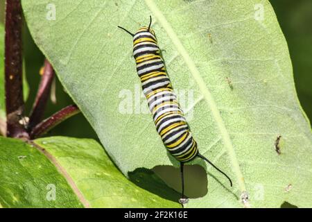 Monarch Butterfly Caterpillar Essen EIN Blatt Stockfoto