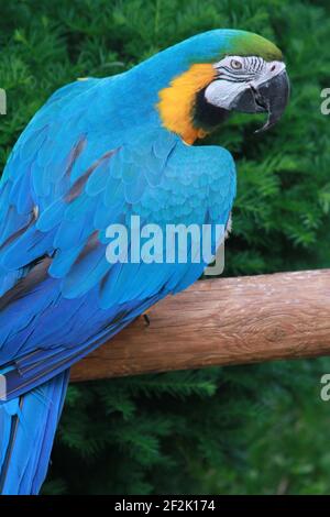 Blauer Papagei beim Blick auf die Kamera Stockfoto