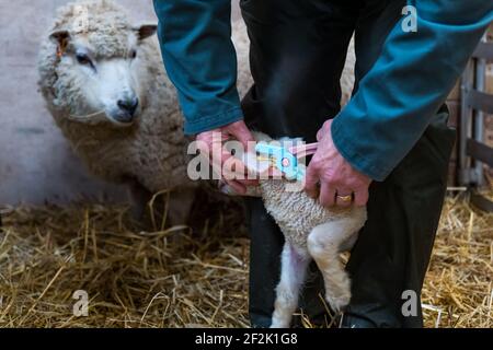 Farmer setzen Ohrmarken auf neugeborenen Shetland Schaf Lamm in Scheune, East Lothian, Schottland, Großbritannien Stockfoto