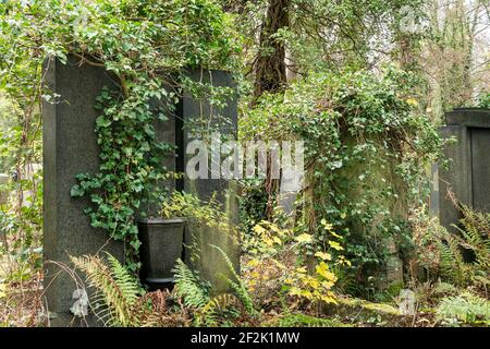 Berlin, jüdischer Friedhof Berlin Weissensee, überwuchert Grabmauer aus neuem grünem schwedischem Granit, Feld A6 Stockfoto