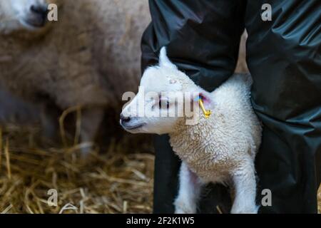 Farmer setzen Ohrmarken auf neugeborenen Shetland Schaf Lamm in Scheune, East Lothian, Schottland, Großbritannien Stockfoto